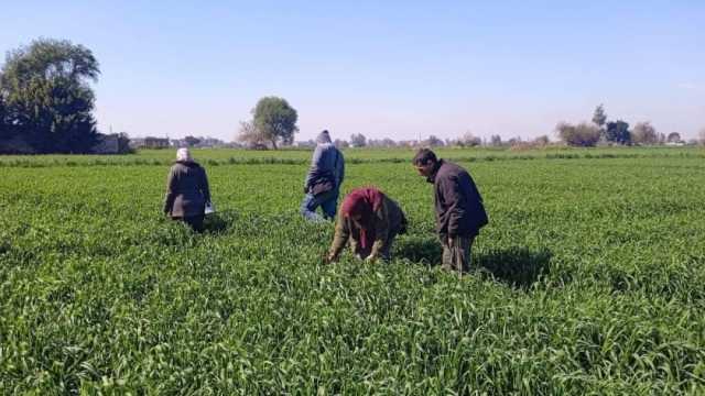 «الزراعة»: محصول القمح آمن والإنتاج مبشر