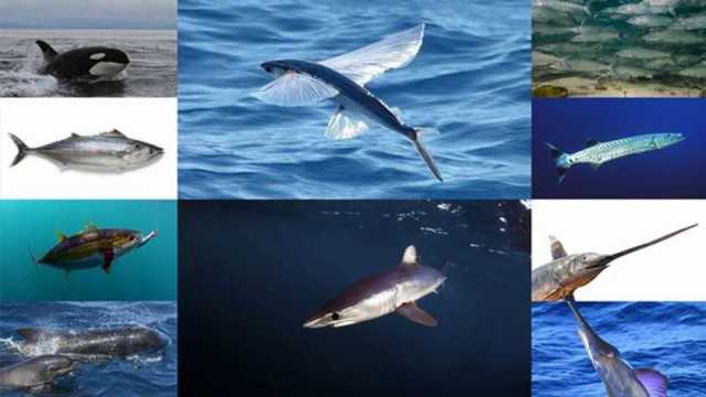 منها الحوت الطائر وسمكة ماهي ماهي.. تعرف على أسرع 7 كائنات بحرية