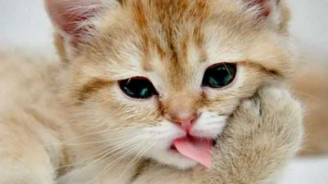 10 معلومات عن داء التوكسوبلازما المُعدي.. «احذر التعامل مع القطط المصابة»