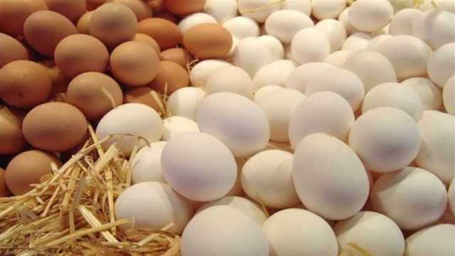 أسعار البيض اليوم الاثنين 28-8-2023 في الأسواق.. استقرار ملحوظ