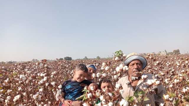 أخبار القطن اليوم.. مزاد في الفيوم لمحافظات الوجه القبلي خلال ساعات