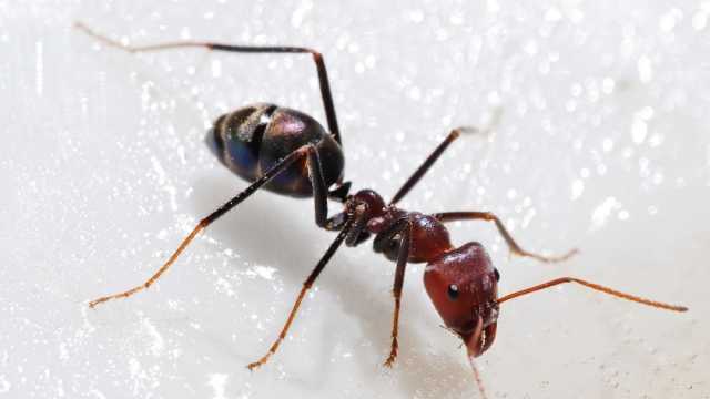 دراسة تكشف مفاجآت عن حياة النمل.. يجري عمليات بتر مثل البشر