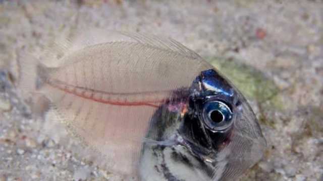 ظهور سمكة شفافة في مرسى علم تثير الدهشة.. يمكنك رؤية ما بداخلها