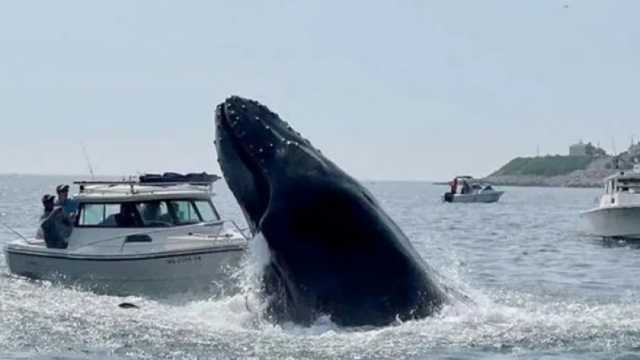 في حادث غريب.. صياد يلقى مصرعه داخل البحر بأستراليا: «الحوت خبط المركب»