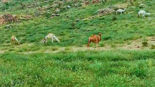 أهالي البحر الأحمر في انتظار أمطار الخريف.. تحول الصحراء إلى جنة