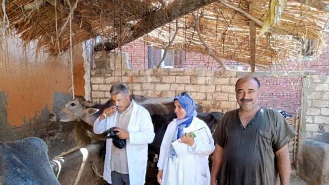 تحصين 56 ألف رأس ماشية ضد الحمى القلاعية و«الوادي المتصدع» بكفر الشيخ