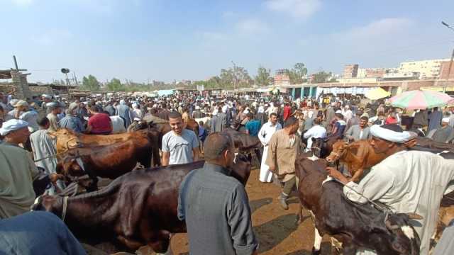 قبيل ساعات من العيد.. أسعار الأضاحي 2024 في محافظات مصر