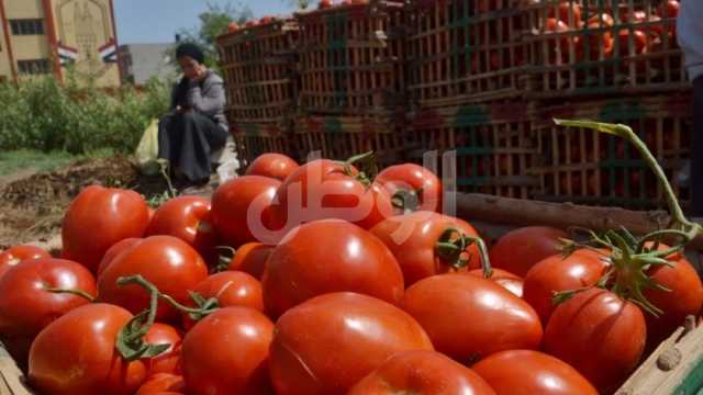 انخفاض جديد في أسعار الطماطم اليوم.. والكيلو بـ12 جنيها