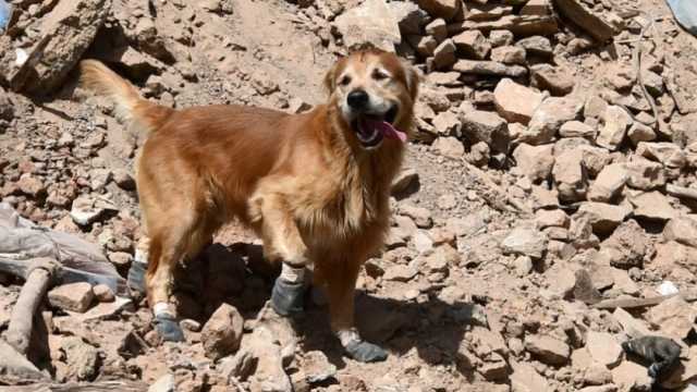 مهمة خاصة لكلب سويدي في المغرب.. يكتشف الأحياء تحت الأنقاض