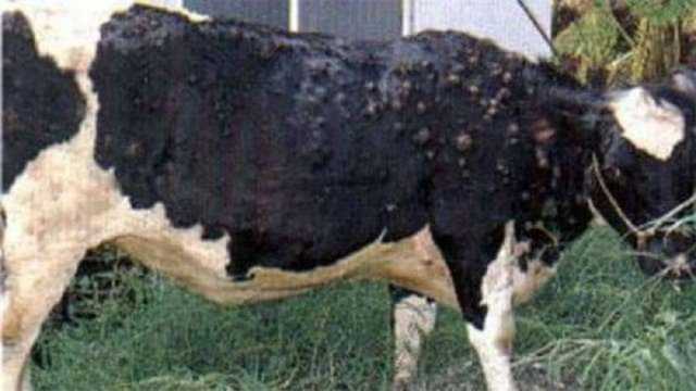 «بيطري الإسكندرية»: انطلاق حملة لتحصين الأبقار ضد الجلد العقدي