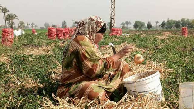 البصل موسم رزق سيدات الفيوم: «هنجيب لبس العيد ونفرح ولادنا»