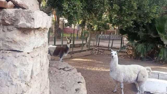 مدير حديقة حيوان بني سويف: استقبلنا 10 آلاف زائر خلال أيام العيد (فيديو)