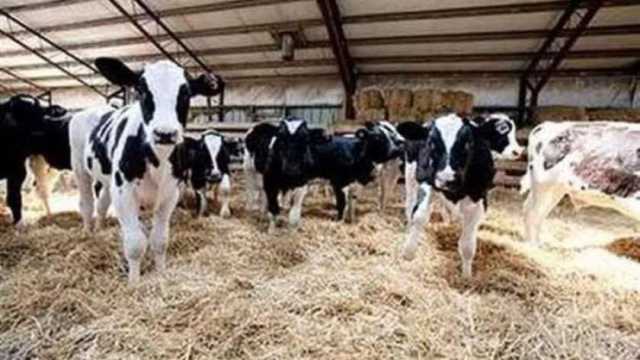 «الزراعة» توجه 15 نصيحة لمربي الماشية والدواجن قبل الموجة الحارة