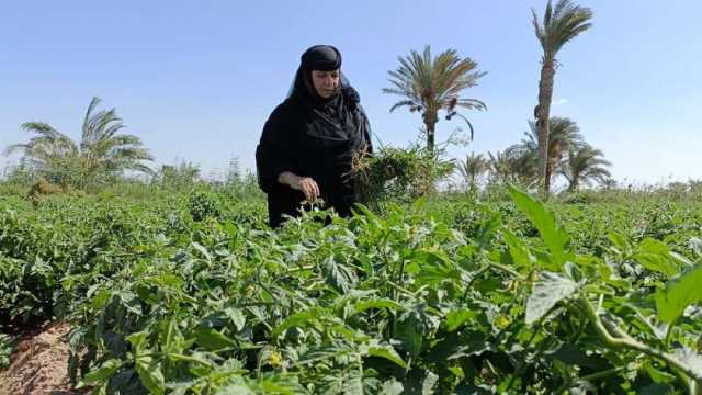 متحدث «الزراعة»: مصر صدرت خضراوات بـ2.6 مليار دولار حتى أغسطس لـ160 دولة