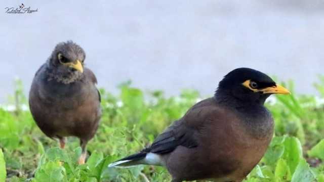 طائر المينا يثير الرعب في الجزائر.. سر خطورته على البيئة والإنسان