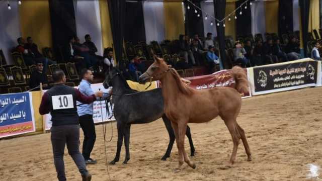 نتائج مسابقة «أدب الخيل» في مهرجان الخيول العربية بالشرقية