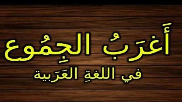 أغرب جموع اللغة العربية المتوقعة في امتحان الثانوية.. من «بؤبؤ» إلى «أخطبوط»