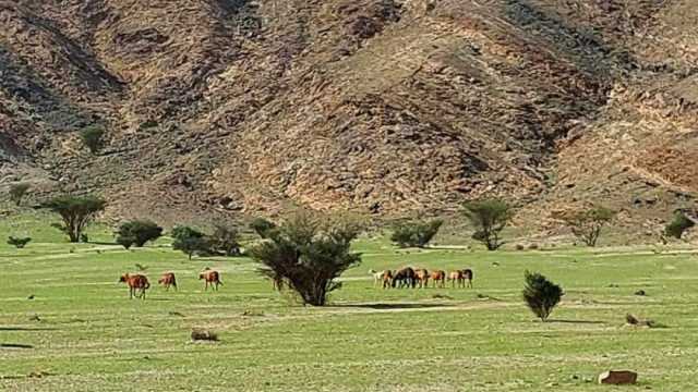 «جنة البحر الأحمر».. محمية جبل علبة تتحول إلى لوحة فنية في الشتاء