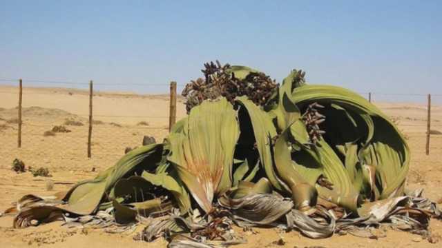 أغرب نبتة موجودة على سطح الأرض.. موجودة منذ ملايين السنين