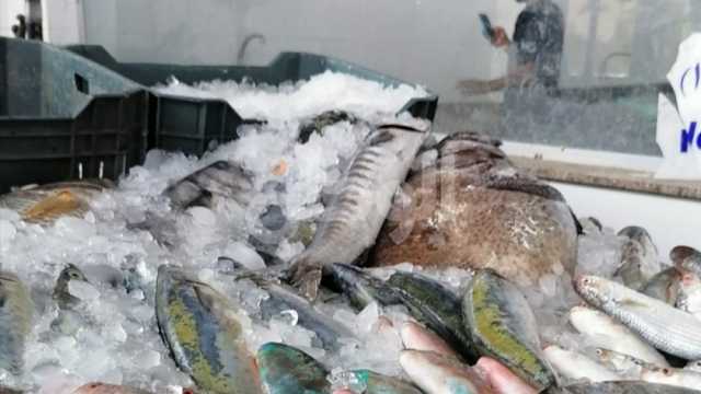 انخفاض أسعار السمك اليوم بسوق العبور اليوم الاثنين 13-11-2023