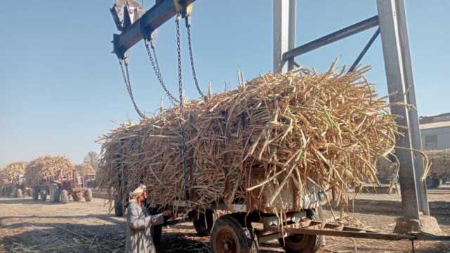 تفاؤل بين مزارعي الأقصر لرفع سعر توريد طن القصب: طوق نجاة لمصدر رزقنا