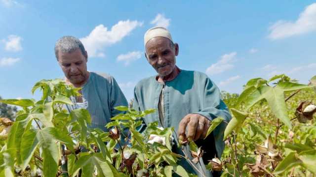 671 فدانا المساحة الكلية لمحصول القطن في سوهاج