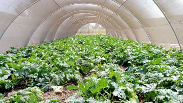 «زراعة كفر الشيخ»: 28 مدرسة حقلية لزيادة الإنتاجية في المحافظة