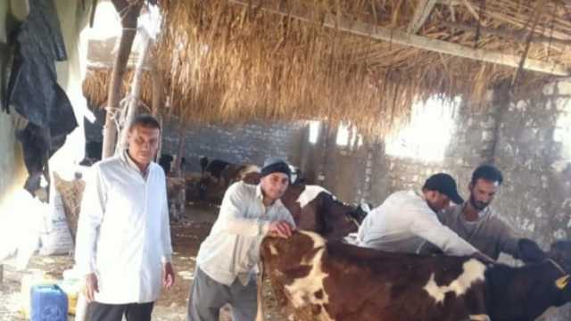 تحصين 77 ألف رأس ماشية ضد الحمى القلاعية والوادي المتصدع بالفيوم