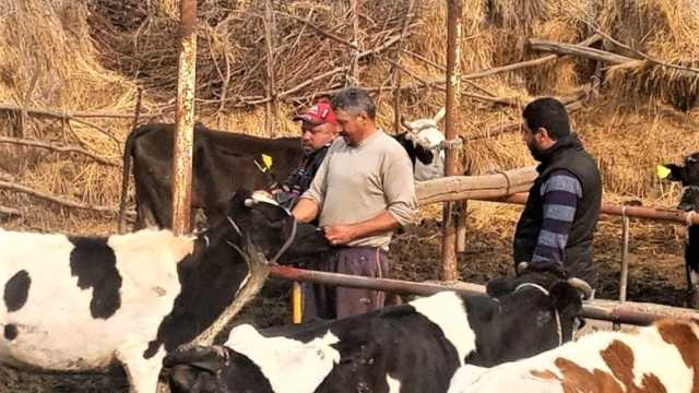 انطلاق حملة تحصين الماشية ضد الحمى القلاعية والوادي المتصدع بالفيوم