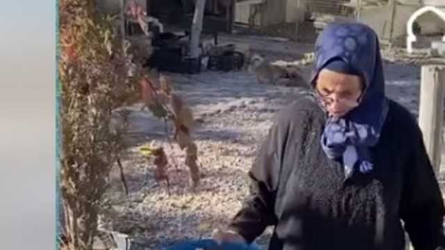 سيدة عجوز تقتسم قوت يومها مع قطط الشوارع.. ما السر؟ (فيديو)