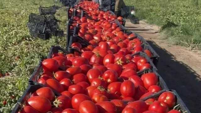 «إرشاد زراعي» الإسكندرية تكشف عن مواعيد زراعة الخضروات