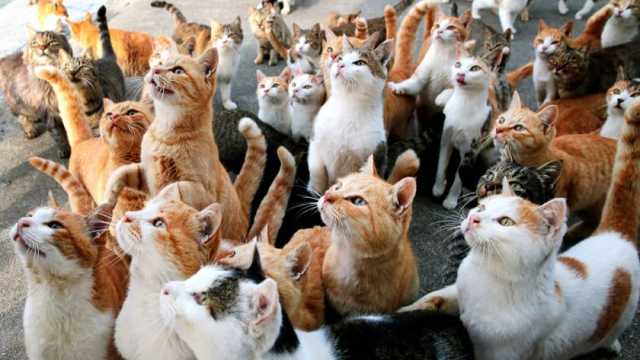 مدينة عربية يتجاوز عدد القطط فيها مجموع السكان.. ما السبب؟