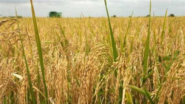 سعر طن الأرز الشعير اليوم السبت 29-6-2024