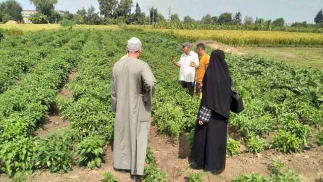 «زراعة كفر الشيخ» تنظم يوما حقليا لمزراعي الطماطم في مركز قلين