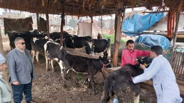 تحصين 69 ألفا و574 رأس ماشية ضد الأمراض بالمنوفية