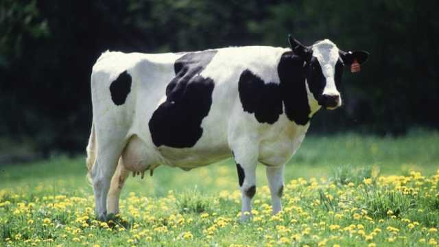 توزيع 12 رأس ماشية من الأبقار الحلابة على المربين بقرى «حياة كريمة» بمطوبس