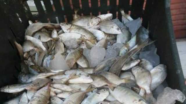 تراجع أسعار السمك اليوم في القاهرة والجيزة في اليوم السادس لحملة المقاطعة