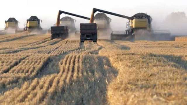 «زراعة الشرقية»: حصاد المحاصيل الصيفية والاستعداد لزراعة 407 آلاف فدان قمح