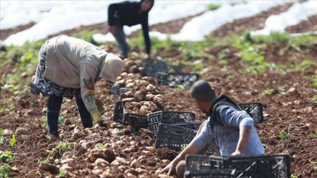 كاتب صحفي: الاهتمام بالزراعة يحقق الأمن الغذائي للدولة المصرية 