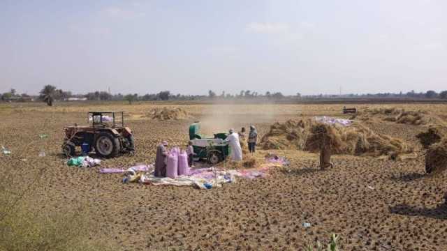 بدء حصاد محصول الأرز على بحيرات مفيض توشكى لأول مرة