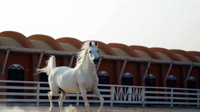 مصر تُنظم بطولة فروسية مُؤهلة لكأس العالم بمشاركة دولية واسعة (فيديو)