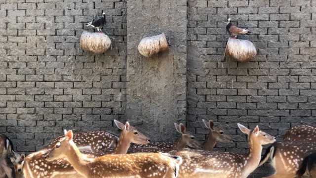 طبيب بيطري: الإنسان مُعرض للإصابة بـ«زومبي الغزلان»