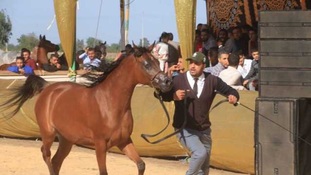 مهرجان الخيول العربية الأصيلة على أرض الدقهلية.. «مش كل من ركب الحصان خيال»