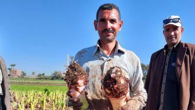 من هنا يخرج القلقاس.. مصدر رزق أهالي «المنير» بالشرقية وميراث أجدادهم