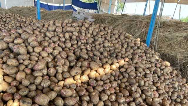 نقيب الفلاحين يكشف موعد انخفاض أسعار البطاطس.. «هتوصل 7 جنيهات»