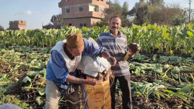 هلت البشاير.. 14.7 ألف طن إجمالي إنتاج القلقاس في المنوفية حتى الآن