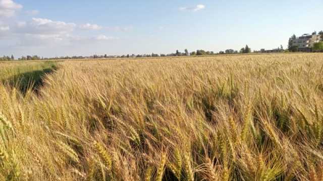 زيادة 16 ألف فدان في زراعة القمح «العفير» بكفر الشيخ