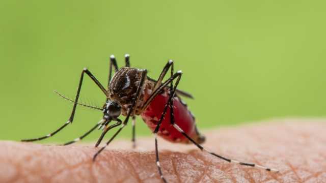 فيروس زيكا.. خطر يهدد الهند في صيف 2024 وينتقل إلى البشر عن طريق الاختلاط