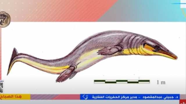 تفاصيل اكتشاف حفرية لـ«الموزازور» المنقرض في الداخلة: عمرها 65 مليون سنة