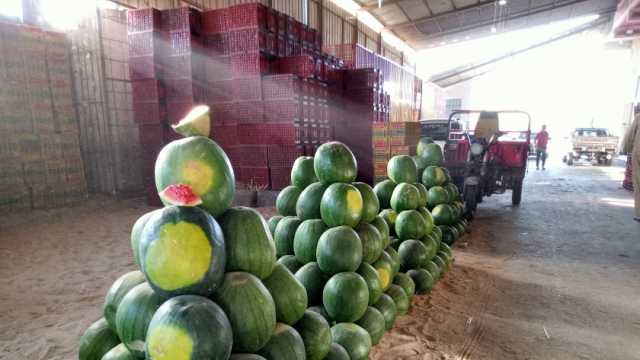 5 نصائح قبل زراعة محصول البطيخ بعروة التبكير في كفر الشيخ